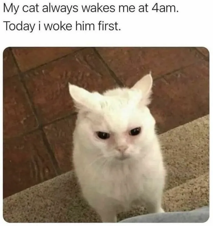 50 Of The Funniest And Most Relatable Cat Memes Shared By This IG Page