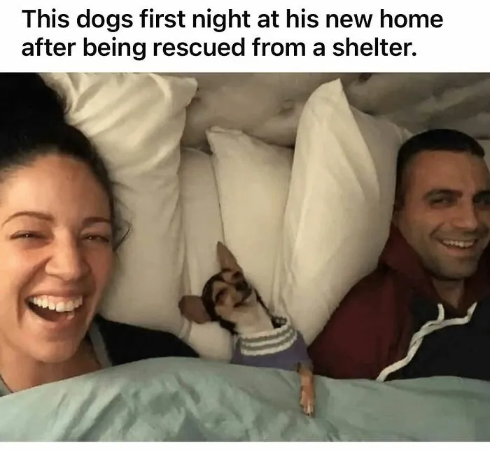 50 Times Animals Were The Perfect Meme Format, As Shared On This Instagram Page
