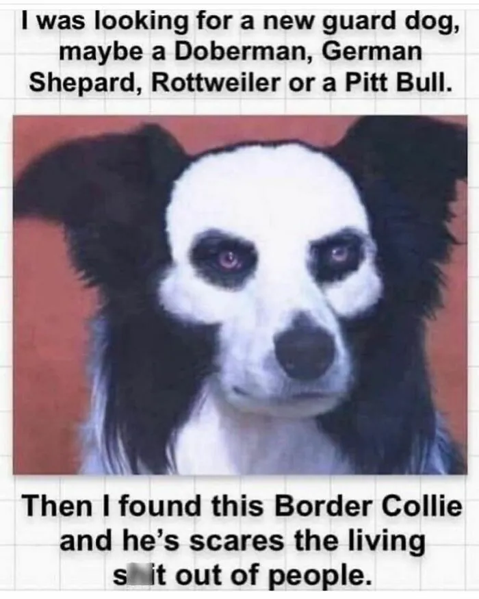 50 Times Animals Were The Perfect Meme Format, As Shared On This Instagram Page