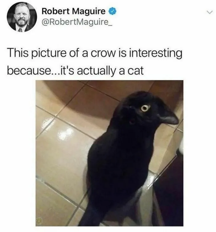 50 Of The Funniest And Most Relatable Cat Memes Shared By This IG Page