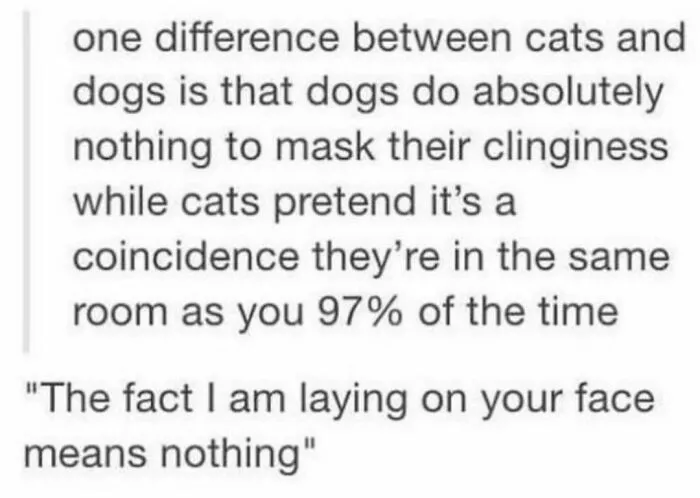 50 Of The Funniest And Most Relatable Cat Memes Shared By This IG Page