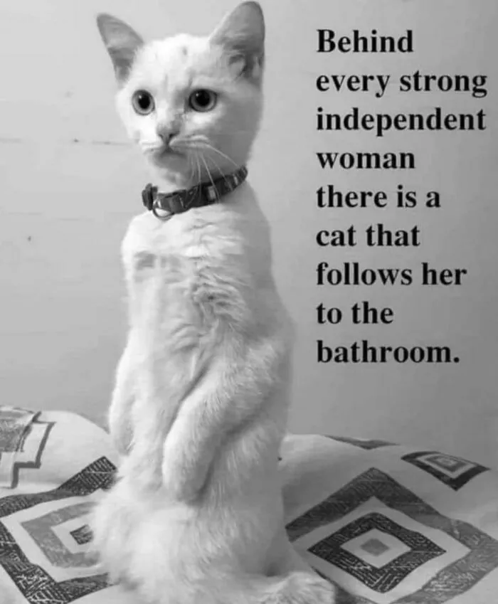50 Of The Funniest And Most Relatable Cat Memes Shared By This IG Page