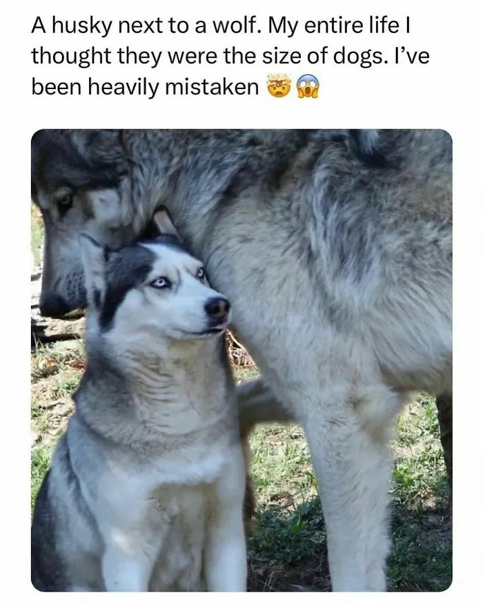 50 Times Animals Were The Perfect Meme Format, As Shared On This Instagram Page