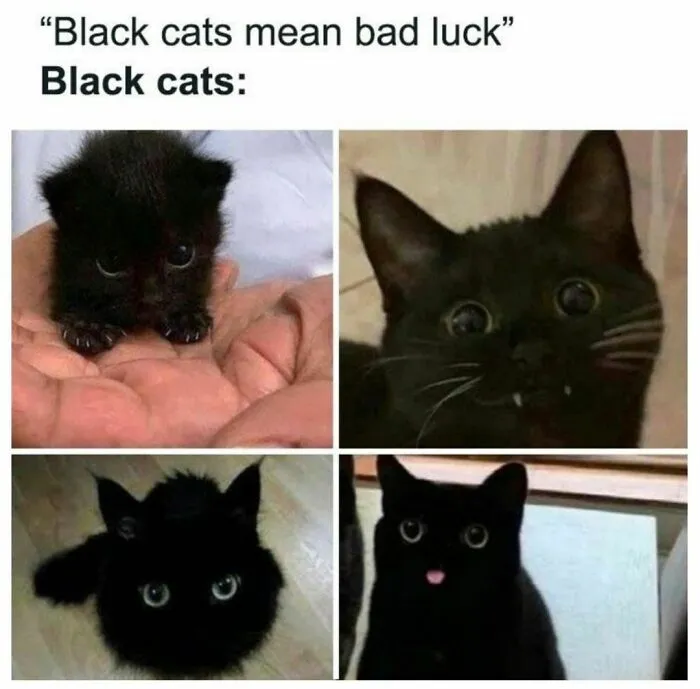 50 Of The Funniest And Most Relatable Cat Memes Shared By This IG Page