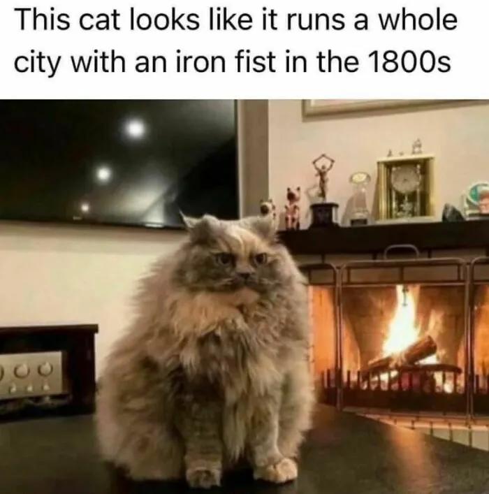50 Of The Funniest And Most Relatable Cat Memes Shared By This IG Page