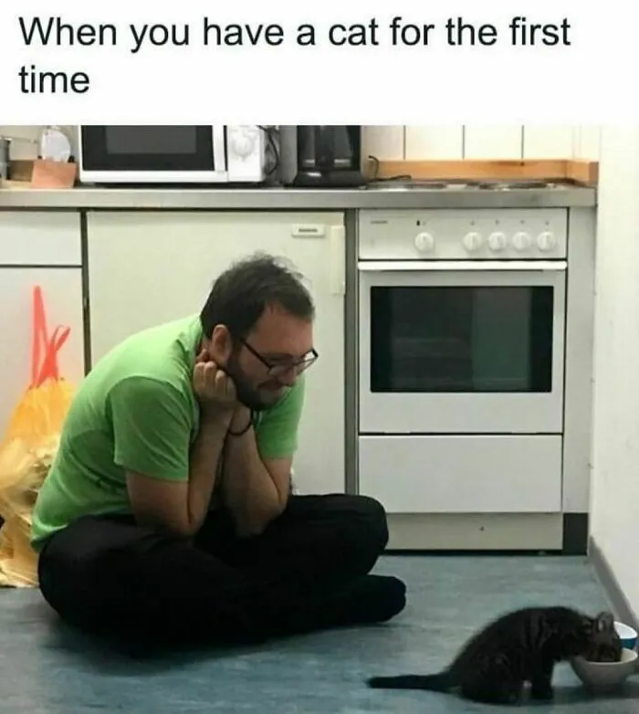 50 Of The Funniest And Most Relatable Cat Memes Shared By This IG Page