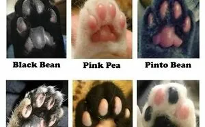 50 Times Animals Were The Perfect Meme Format, As Shared On This Instagram Page