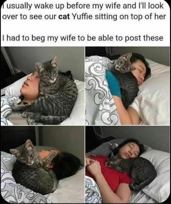 50 Of The Funniest And Most Relatable Cat Memes Shared By This IG Page
