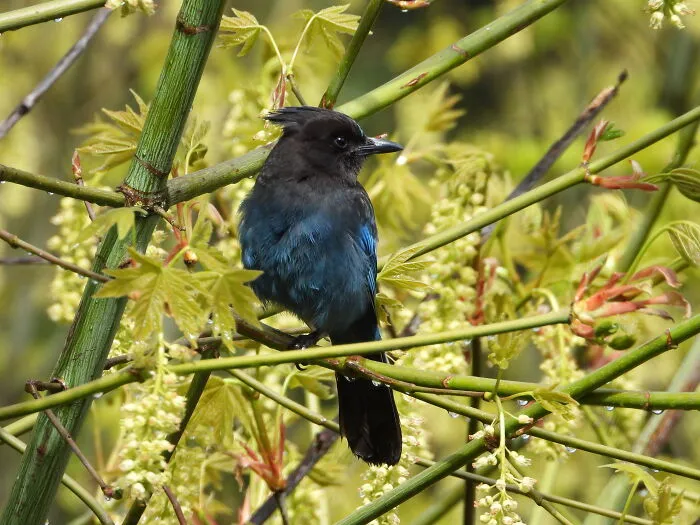Steller’s Jay