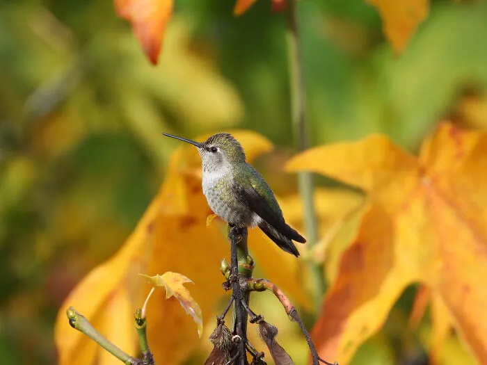 Hummingbird