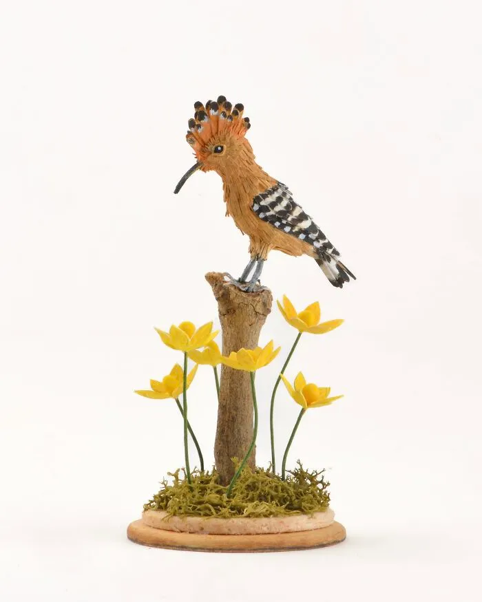 Hoopoe