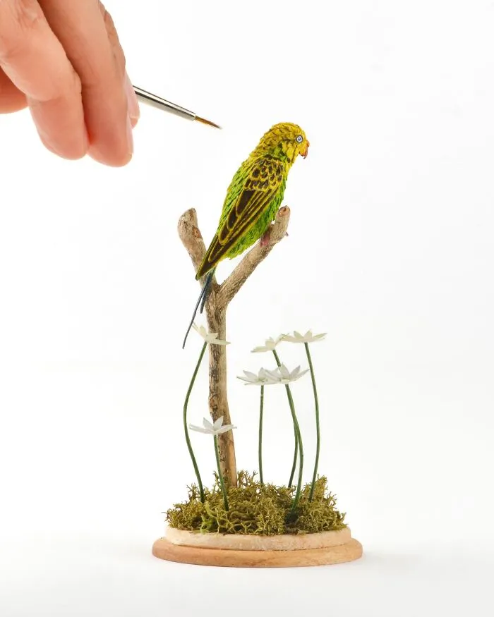Budgerigar