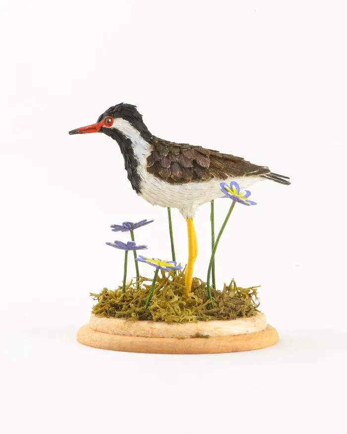 Red Wattled Lapwing