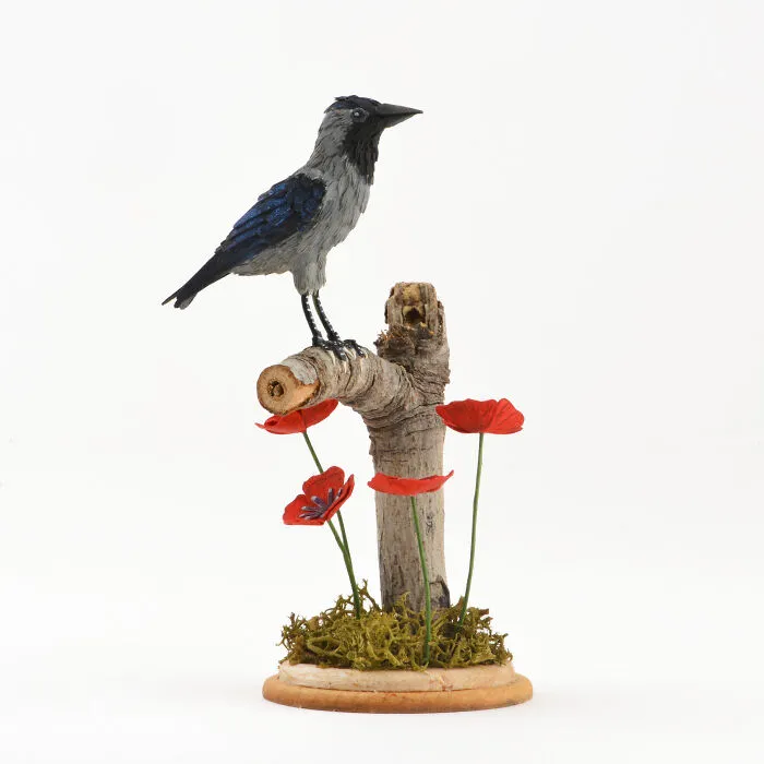 House Crow
