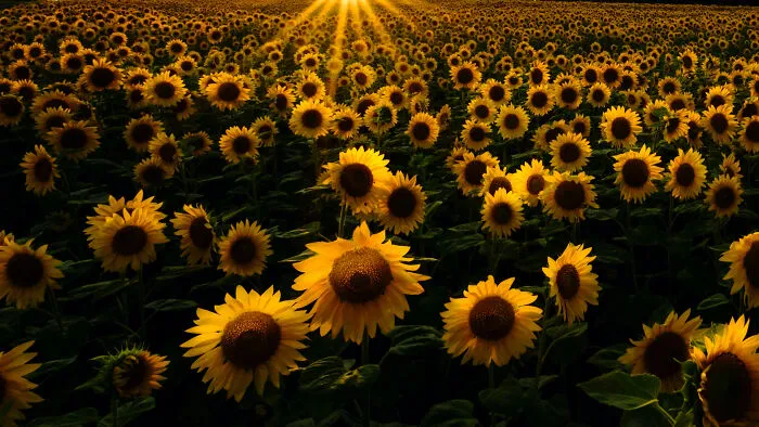 #11 Sunflower Field At Dusk/ In Hokkaido,japan