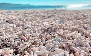 I Made Jewellery Using Shells From An Enchanting Beach