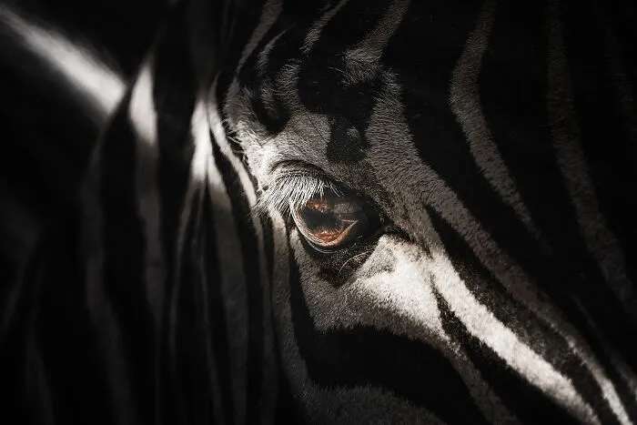Grant's Zebra