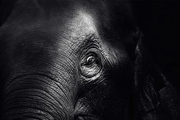 Asian Elephant