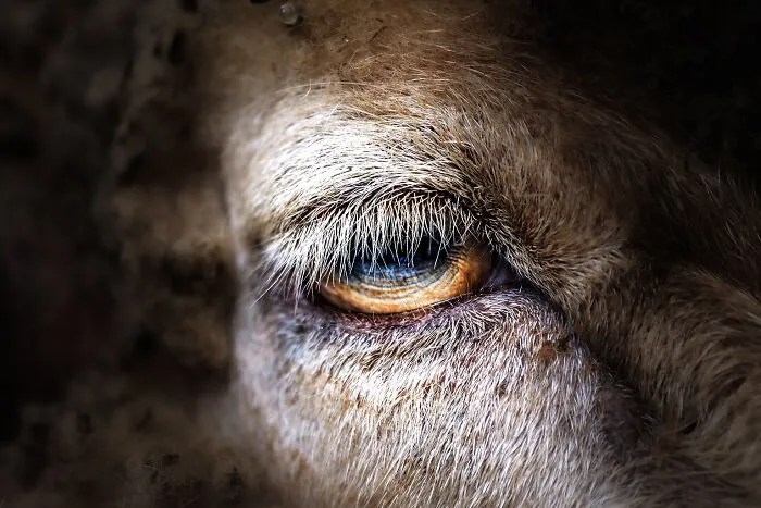 Domestic Sheep