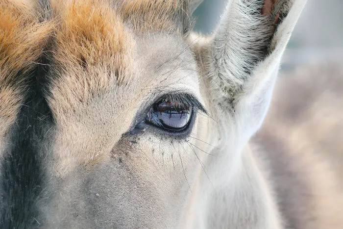 Eland
