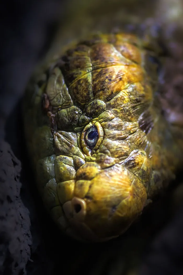 Shingleback Lizard
