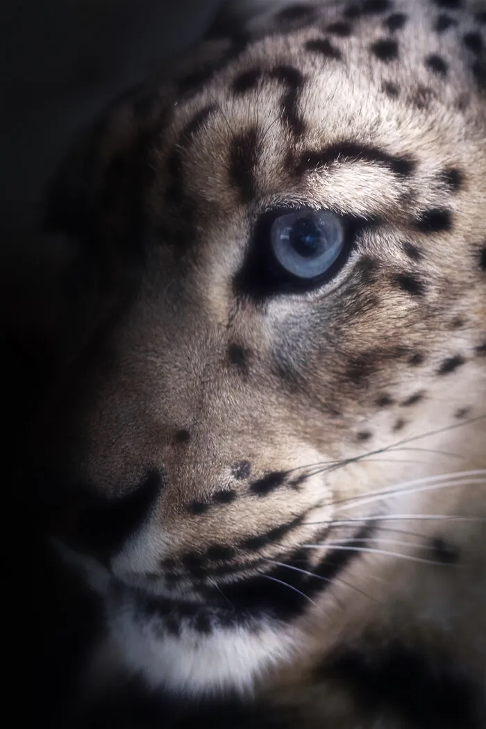 Snow Leopard