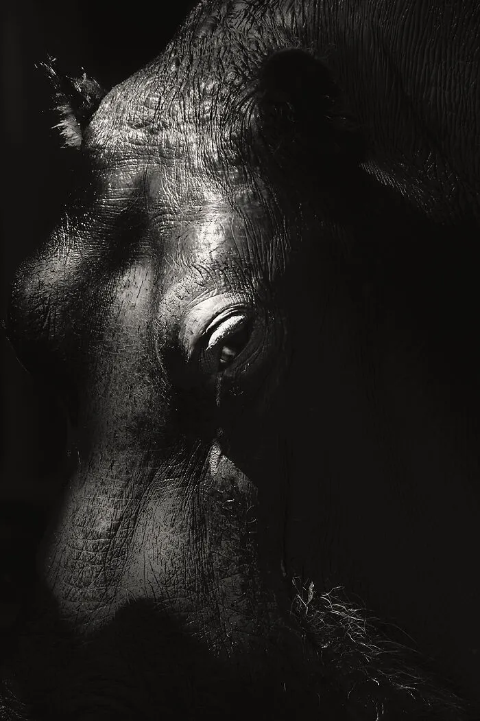 Hippopotamus