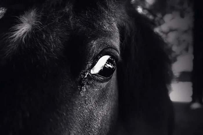 Pony