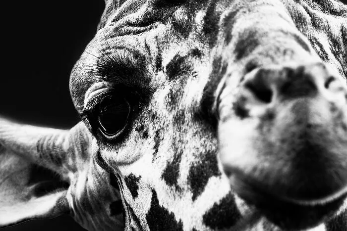 Giraffa