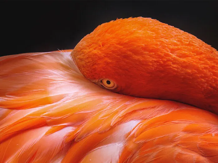 American Flamingo