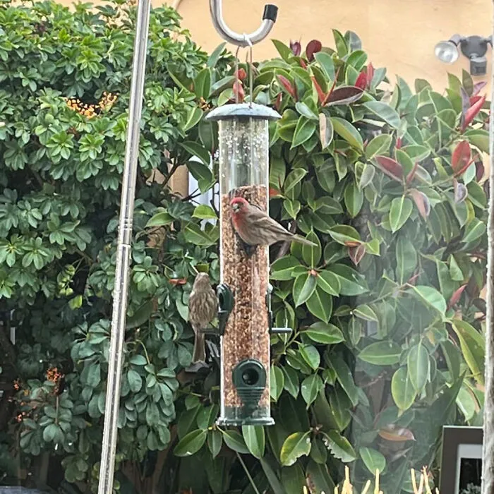 Welcome Feathered Friends: The Gray Bunny <span Style="Font:inherit;color:#d74b1f;"> Metal Bird Feeder </Span> - A Durable Oasis For Your Garden Wildlife