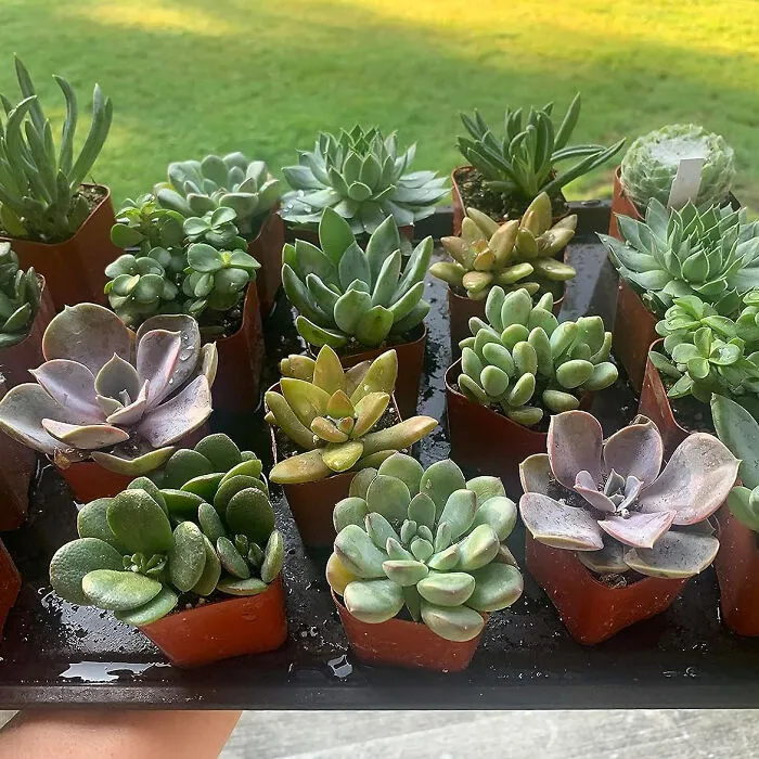 Spring Oasis Awaits: Grab The <span Style="Font:inherit;color:#d74b1f;"> 50 Pack Live Succulent Plant Tray </Span> For A Lush Indoor Garden!