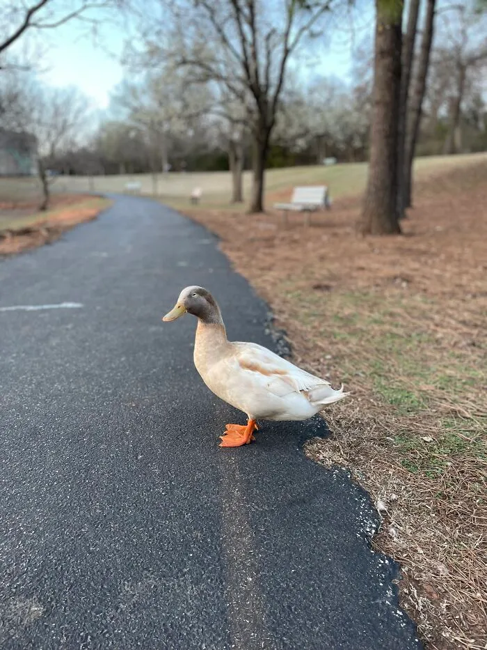 Patrick The Duck