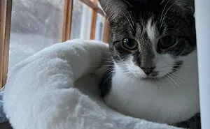 Hey Pandas, Share A Picture Of Your Cat
