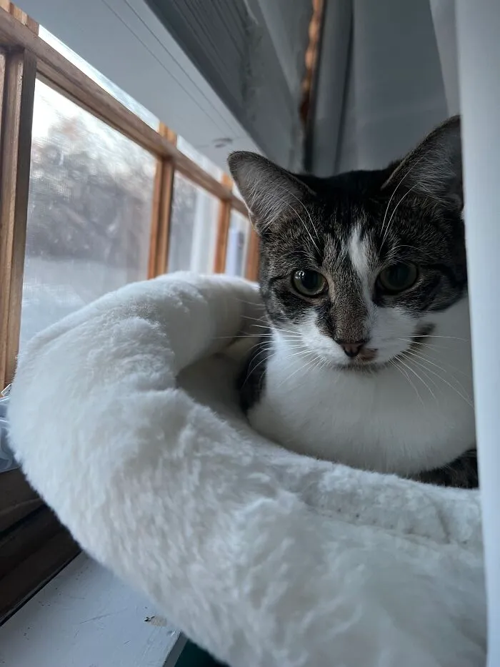 Peaches