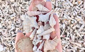 I Made Jewellery Using Shells From An Enchanting Beach