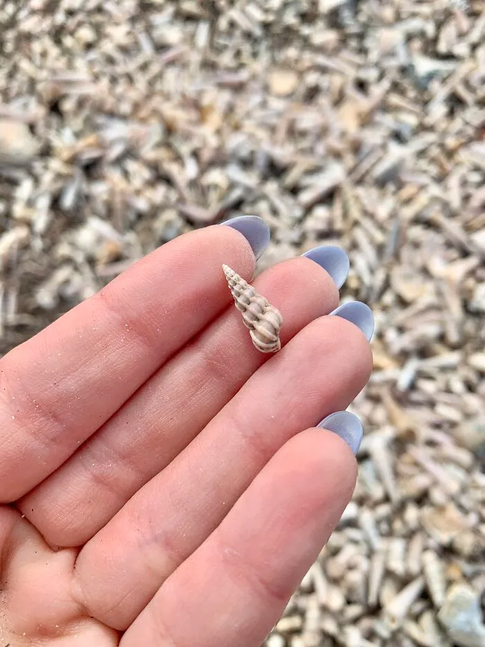 I Made Jewellery Using Shells From An Enchanting Beach