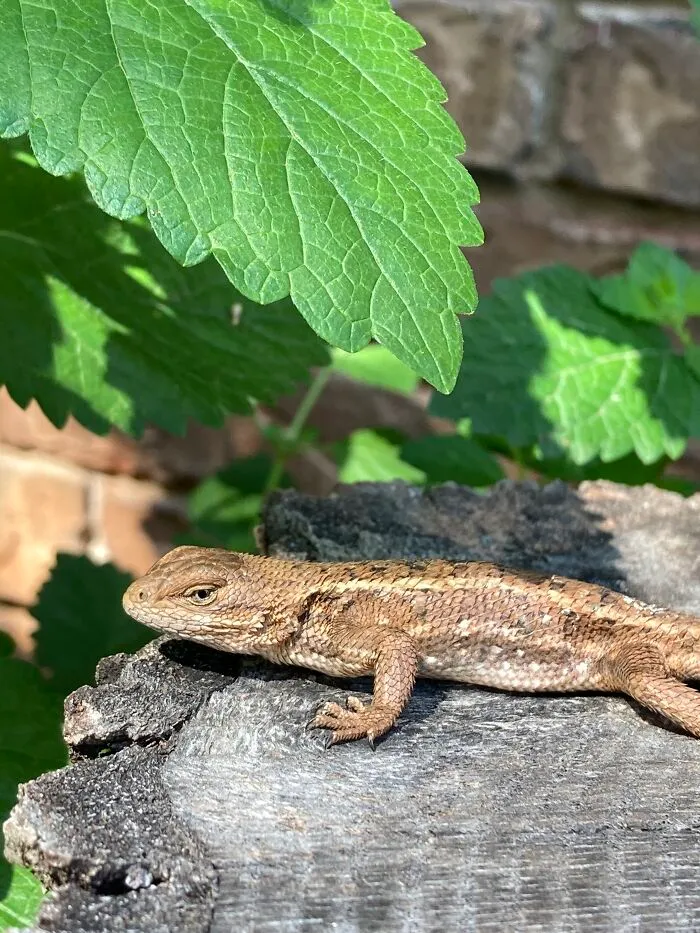 This Little Guy, I Names Him Geico