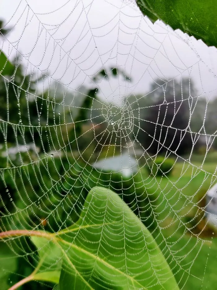 Where's The Spider?