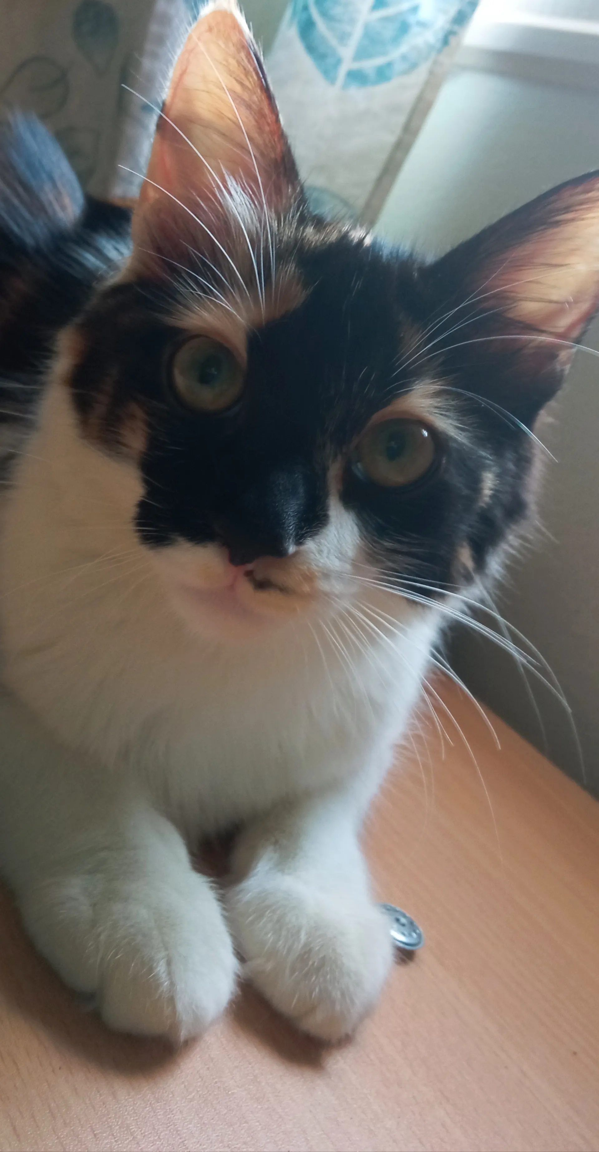 Lisa , The Lost Calico Cat