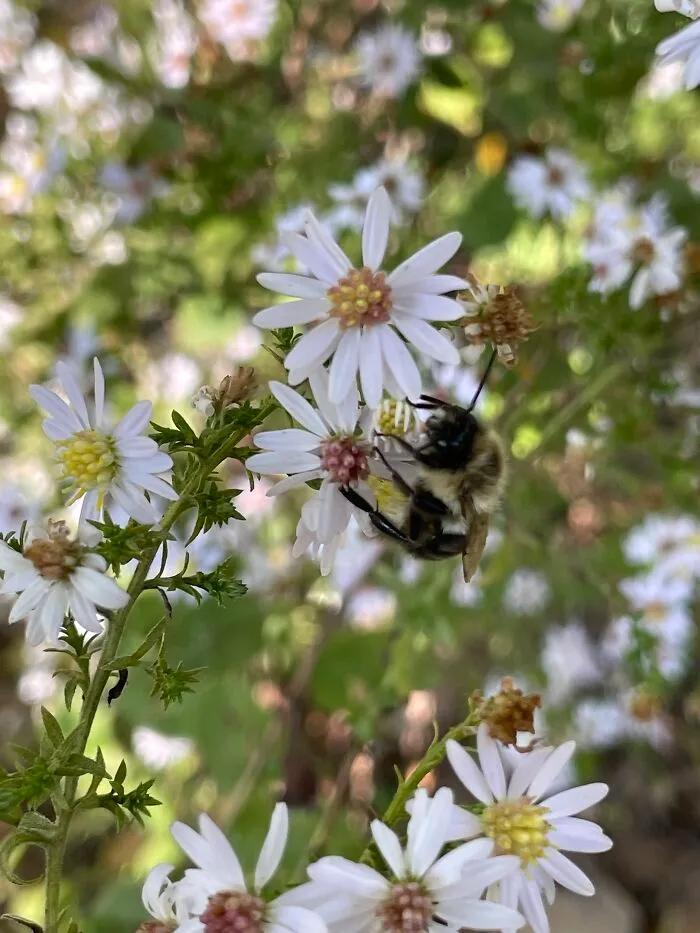 This Little Bumblebee