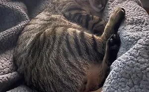 Hey Pandas, Share A Picture Of Your Cat