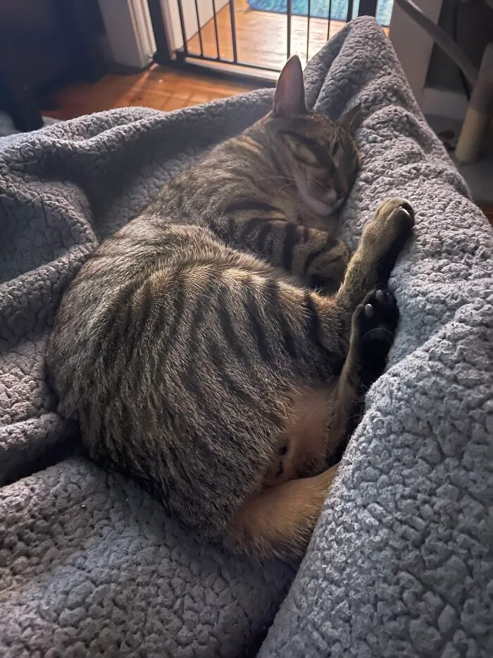 Mr.kitty
