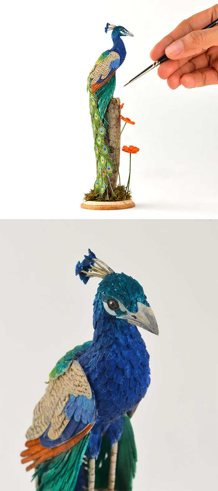 Peacock
