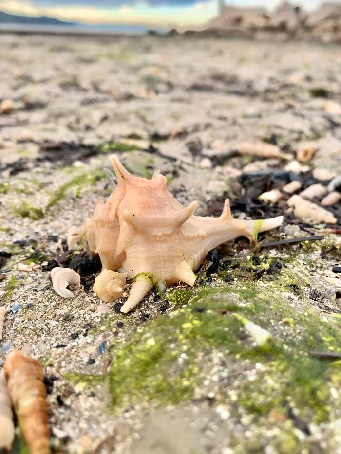 I Made Jewellery Using Shells From An Enchanting Beach