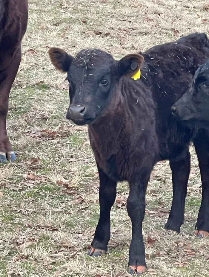 This Calf On The Ranch I Work At, Sweet Little Thing Acts Just Like A Puppy. I Am Open To Name Suggestions