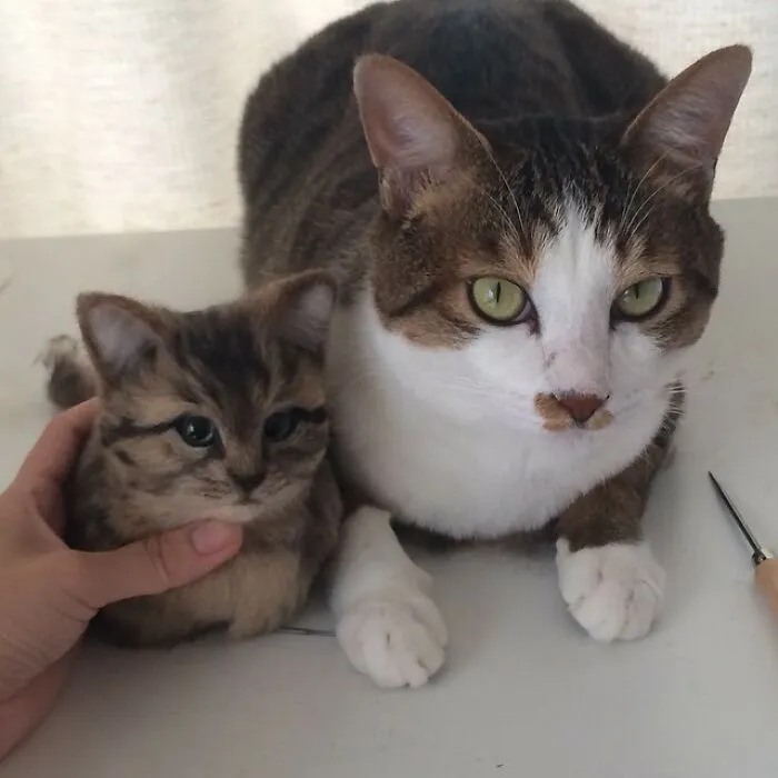 This Japanese Artist Creates Realistic Cats With Needle Felting, And Here's The Result (27 Pics)