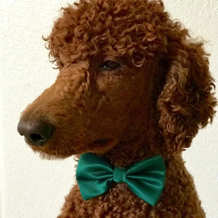 Solid <span Style="Font:inherit;color:#d74b1f;"> Mini Bow Tie </Span> - The Perfect St. Patrick's Day Accessory For A Dapper Look!