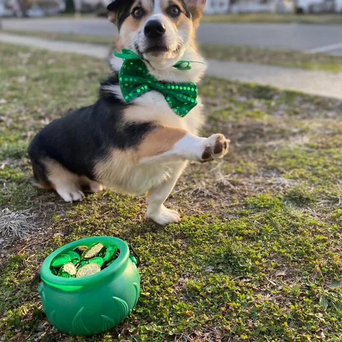 Find Your Pot Of Gold With Lucky Leprechaun <span Style="Font:inherit;color:#d74b1f;"> Large Green Cauldron And Coins</Span>