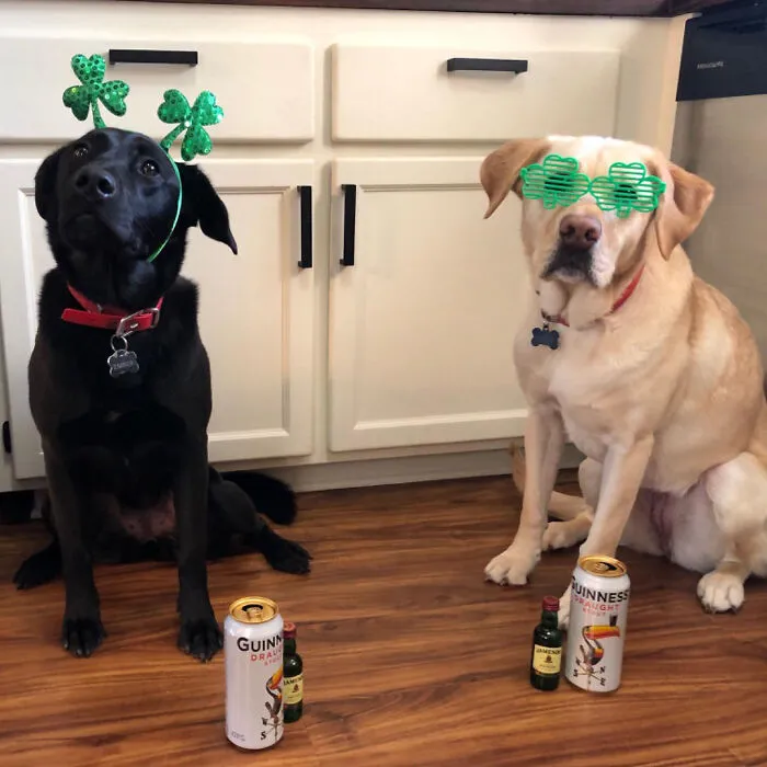 See The World In Green: Rock St. Patrick's Day With <span Style="Font:inherit;color:#d74b1f;"> Gift Boutique Of 24 Shamrock Sunglasses </Span>!